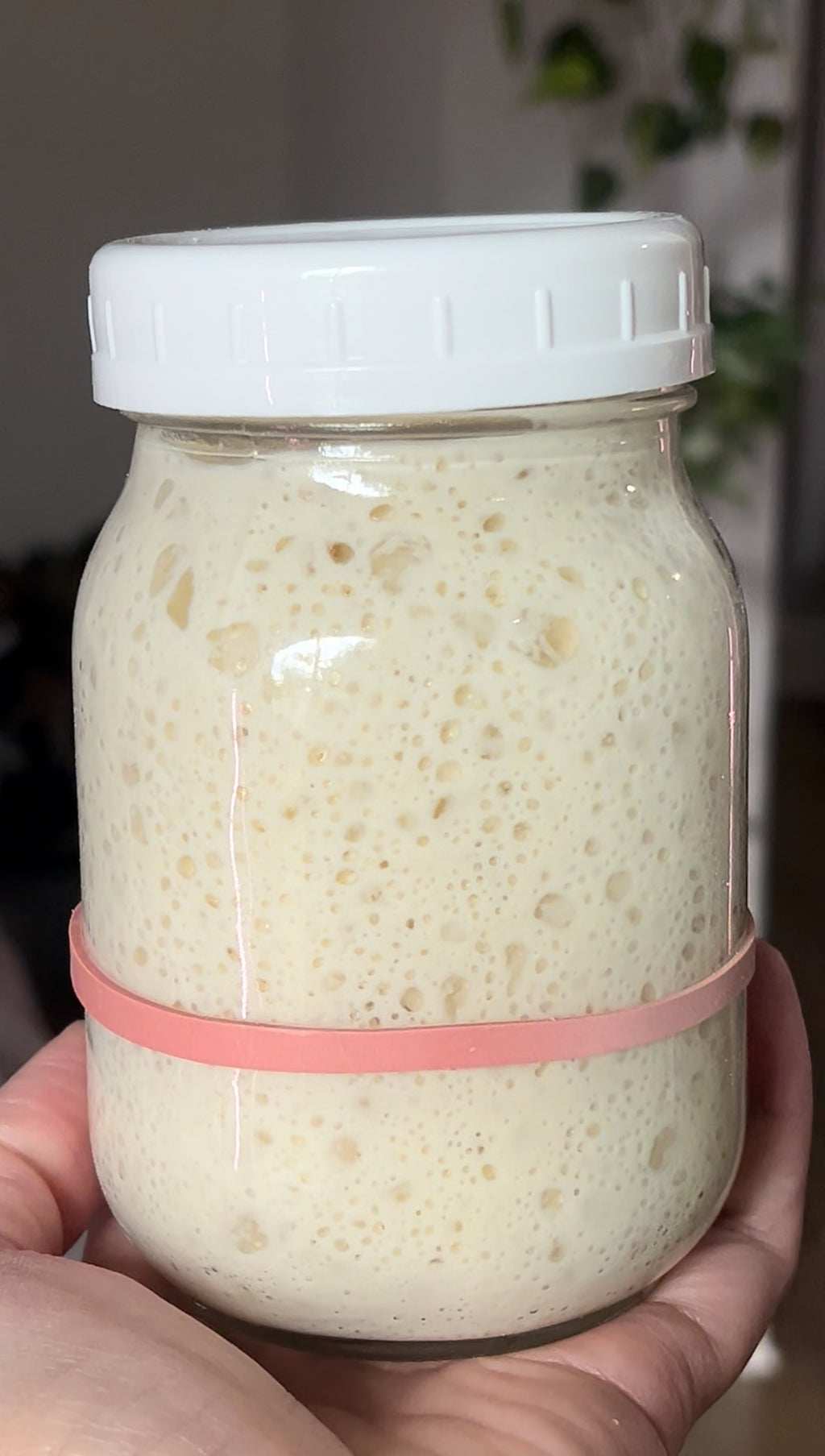 Organic Sourdough Starter - Super active, healthy and strong