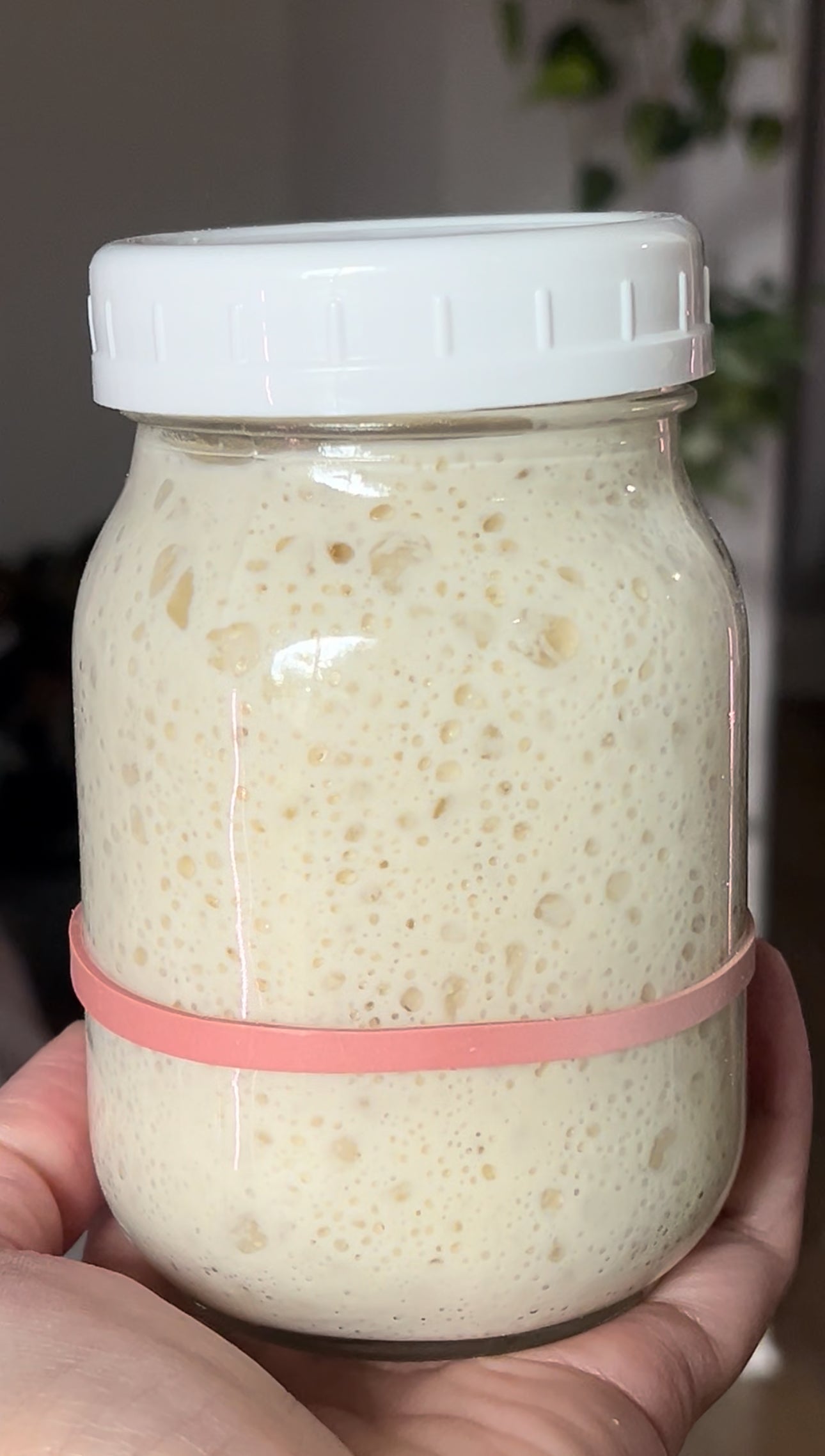 Organic Sourdough Starter - Super active, healthy and strong